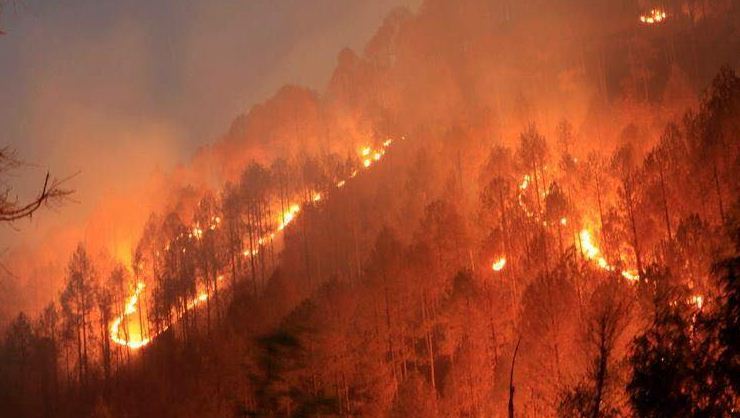 Forest Fire in Kumaon