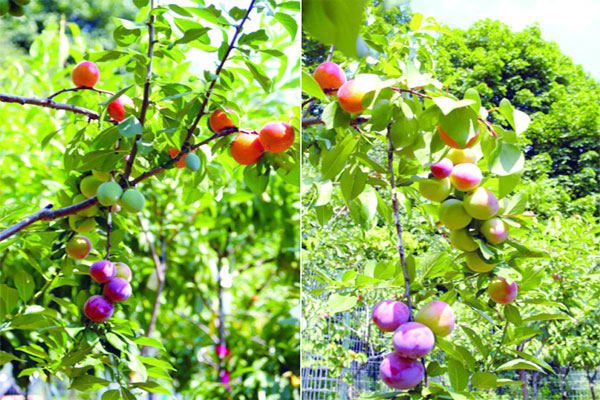 40 fruits on single tree