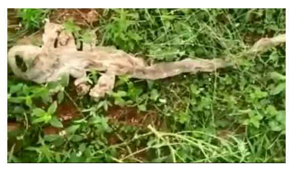 Seven head snakeskin found in Karnataka